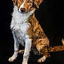 dog, brown_fur, white_fur, blue_eyes, pet, animal, portrait, studio_shot, curious, fluffy, sitting, canine, domestic_animal, fur, cute, head_tilt, looking_at_camera, isolated, black_background, friendly