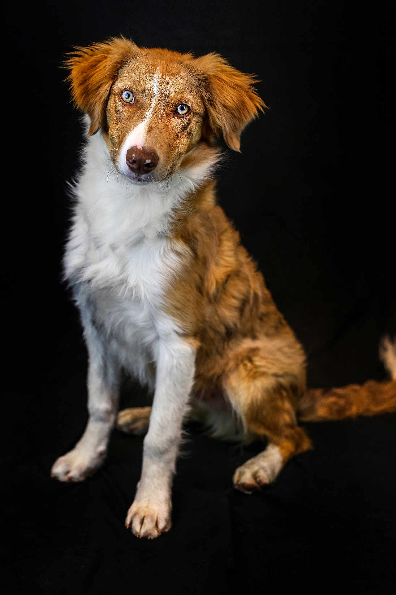 Viggo participe au concours pour gagner de l'argent avec cette photo : dog, brown_fur, white_fur, blue_eyes, pet, animal, portrait, studio_shot, curious, fluffy, sitting, canine, domestic_animal, fur, cute, head_tilt, looking_at_camera, isolated, black_background, friendly