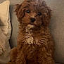 dog, puppy, brown, curly_fur, white_patch, couch, indoor, pet, cute, sitting, fur, animal, cozy, looking, portrait, small_dog, companion, domestic_animal, adorable, furry