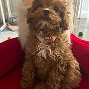 Lizzy is registered to the contest to win money with this photo: puppy, dog, brown, curly_fur, pet, cute, indoor, cushion, red, collar, small_dog, fluffy, animal, sitting, looking_up, adorable, fur, domestic_animal, companion, cozy