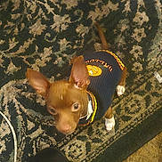 Nacho joined the competition — help win amazing prizes! brown_dog, cable, carpet, clothing, cozy, curious, dog, domestic_animal, ear, floor, footwear, indoor, looking_up, patterned_rug, pet, puppy, small_dog, sweater, tail, white_paws