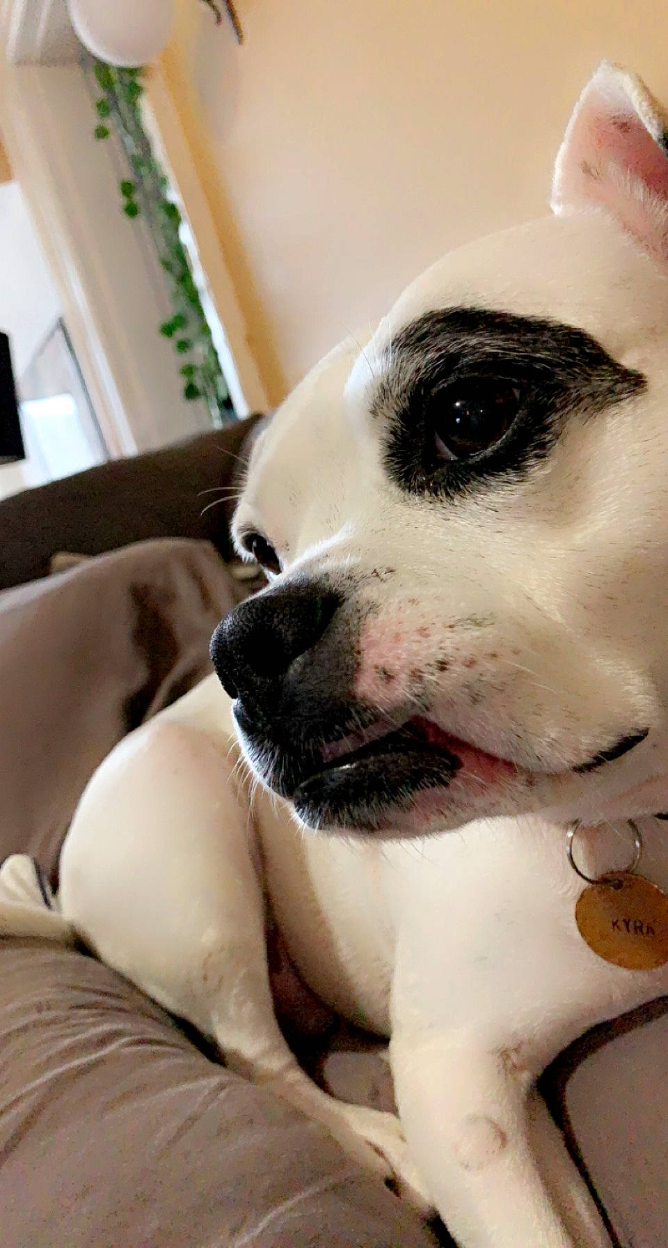 Kyra joined the competition — help win amazing prizes! canidae, carnivore, collar, comfort, companion_dog, dog, dog_breed, dog_collar, fawn, fur, no_expression, non_sporting_group, plant, puppy_love, selfie, snout, sporting_group, whiskers, working_animal