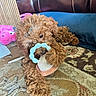 animal, brown, carpet, chewing, claw_clip, close_up, cozy, curly_fur, cute, dog, floor, home, indoor, leather_couch, pet, playful, plush_toy, puppy, relaxed, toy