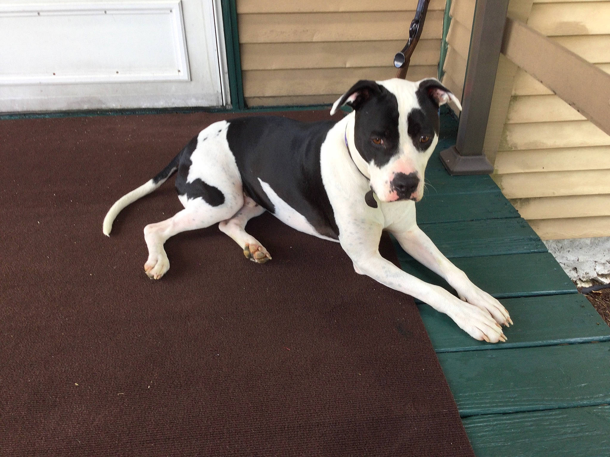 Butch joined the competition — help win amazing prizes! ball, canidae, carnivore, collar, companion_dog, dog, dog_breed, dog_collar, fawn, floor, flooring, hardwood, paw, puppy, snout, sporting_group, stairs, tail, wood, working_animal