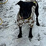 Mystic joined the competition — help win amazing prizes! dog, black_dog, snow, winter, outdoors, jumpsuit, clothing, striped_clothing, collar, leash, standing, pet, animal, canine, snowy_ground, frost, cold_weather, portrait, front_view, playful