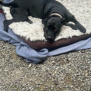 Mystic is registered to the contest to win money with this photo: dog, black_dog, pet, animal, lying_down, resting, sleepy, portrait, collar, fluffy_bed, blanket, outdoor, gravel, garden, greenery, black_fur, brown_cushion, relaxed, close_up, cute