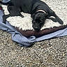 dog, black_dog, pet, animal, lying_down, resting, sleepy, portrait, collar, fluffy_bed, blanket, outdoor, gravel, garden, greenery, black_fur, brown_cushion, relaxed, close_up, cute