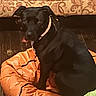 Mystic joined the competition — help win amazing prizes! dog, black_dog, pet, animal, canine, collar, indoor, living_room, couch, beanbag, orange_fabric, patterned_background, lounging, sitting, relaxed, portrait, close_up, dark_coat, home, photography