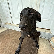 Scooby joined the competition — help win amazing prizes! animal, black_dog, brown_eyes, canine, closeup, concrete, curious, dog, door, doormat, ears, front_yard, fur, house, outdoor, paw, pet, sitting, snout, waiting