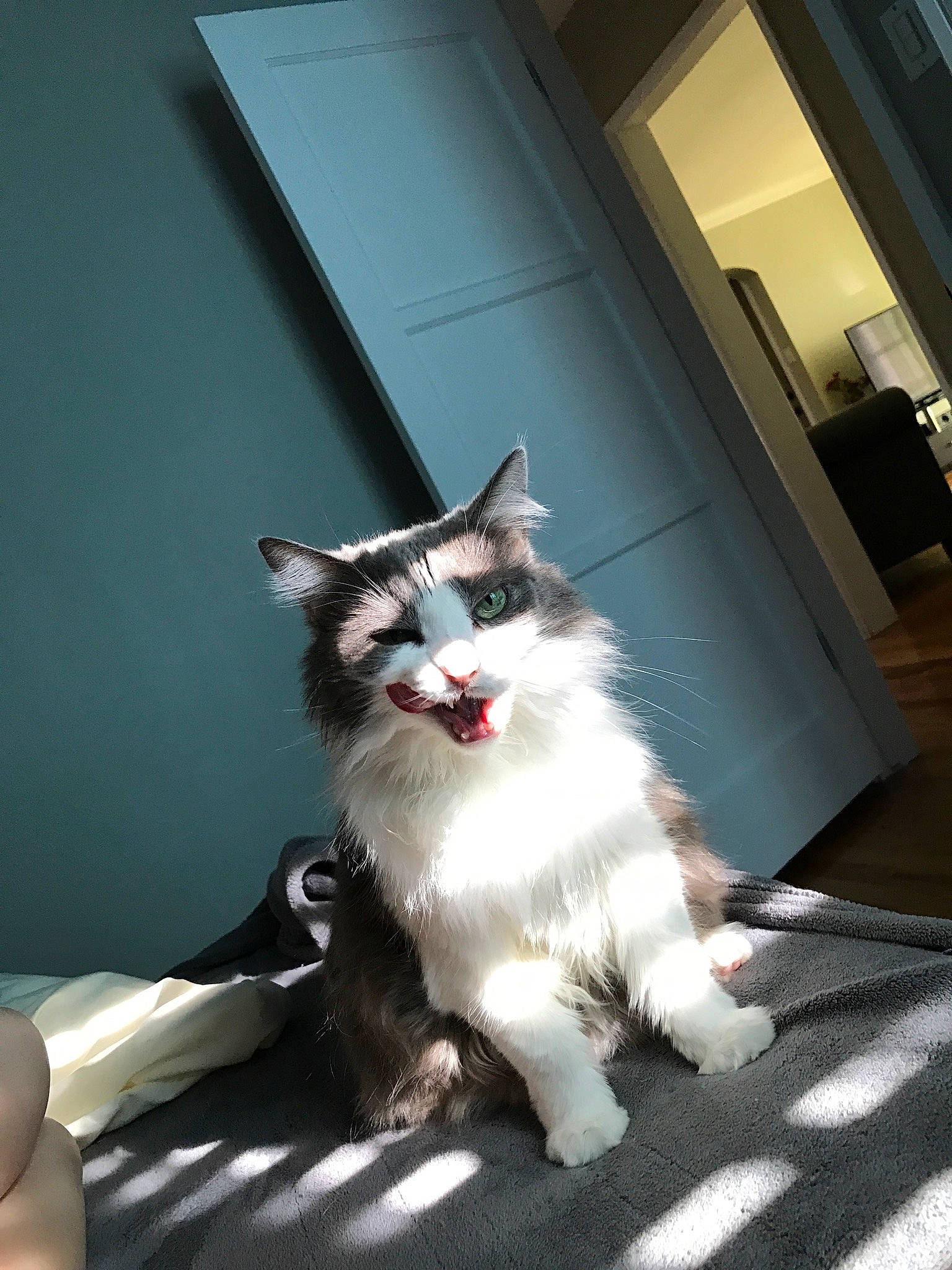 Katy is registered to the contest to win money with this photo: carnivore, cat, comfort, domestic_short_haired_cat, door, eye, felidae, flooring, formal_wear, fur, hardwood, paw, photo_caption, sitting, small_to_medium_sized_cats, snout, tail, whiskers, window