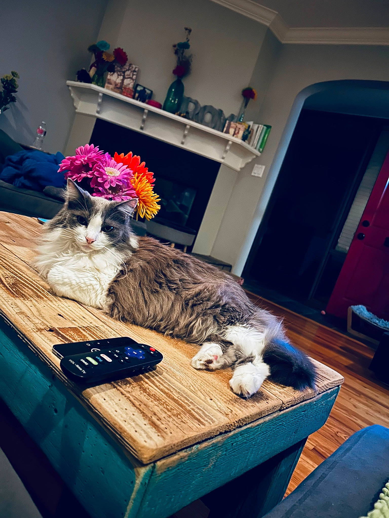 Katy joined the competition — help win amazing prizes! blue, carnivore, cat, comfort, companion_dog, couch, dog, dog_breed, door, fawn, felidae, floor, furniture, hat, interior_design, living_room, mammal, small_to_medium_sized_cats, textile, wood