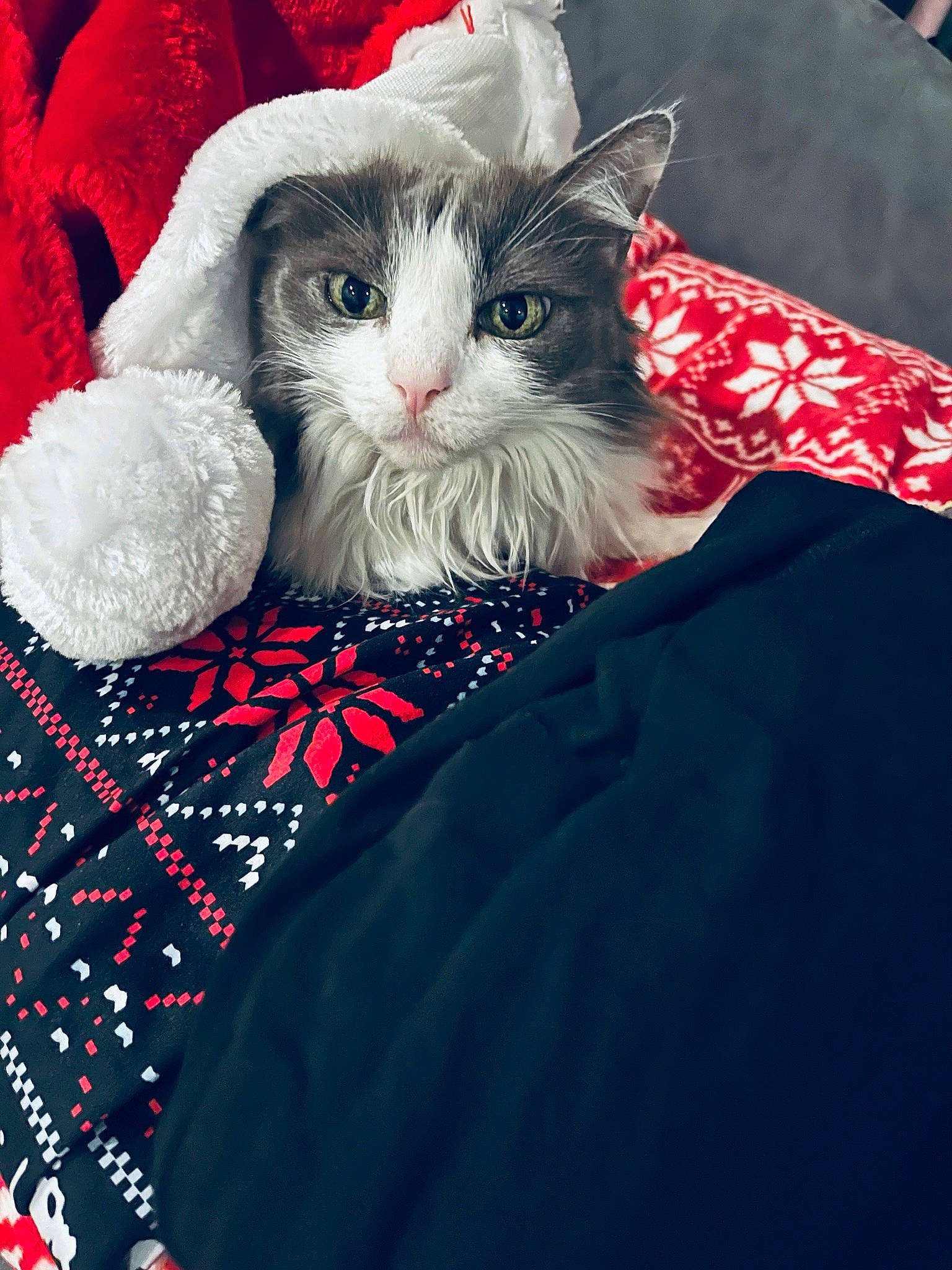 Katy is registered to the contest to win money with this photo: art, carmine, carnivore, cat, electric_blue, felidae, formal_wear, fur, gesture, happy, pattern, paw, petal, plant, red, sleeve, small_to_medium_sized_cats, snout, textile, whiskers