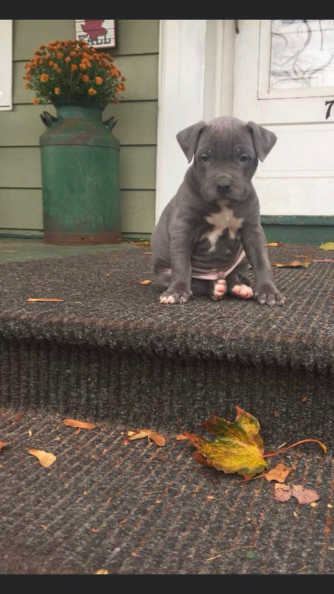 Griffin joined the competition — help win amazing prizes! american_pit_bull_terrier, canidae, carnivore, dog, dog_breed, fawn, guard_dog, mammal, non_sporting_group, puppy, snout, sporting_group, tail, vertebrate