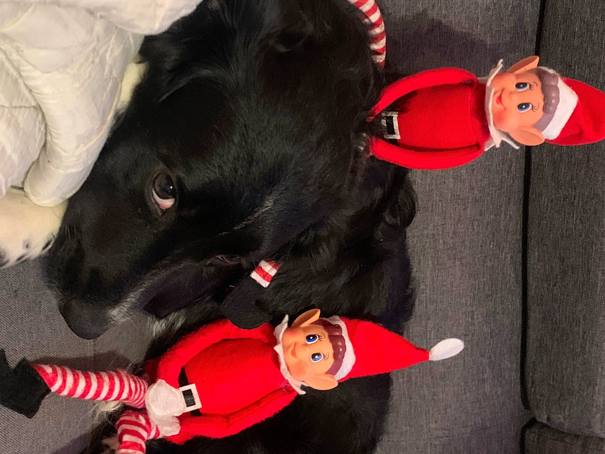 Queenie a rejoint le concours — aidez-le/la à gagner de superbes lots ! black, cap, carmine, carnivore, collar, companion_dog, costume, costume_hat, dog, dog_breed, dog_supply, fictional_character, fur, hat, plush, red, sporting_group, stuffed_toy, vertebrate, working_animal