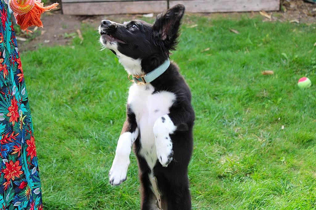 Queenie participe au concours pour gagner de l'argent avec cette photo : canidae, carnivore, collar, companion_dog, dog, dog_breed, dog_collar, dog_supply, event, fashion_accessory, fawn, formal_wear, fur, grass, leash, plant, sporting_group, tail, whiskers, working_dog