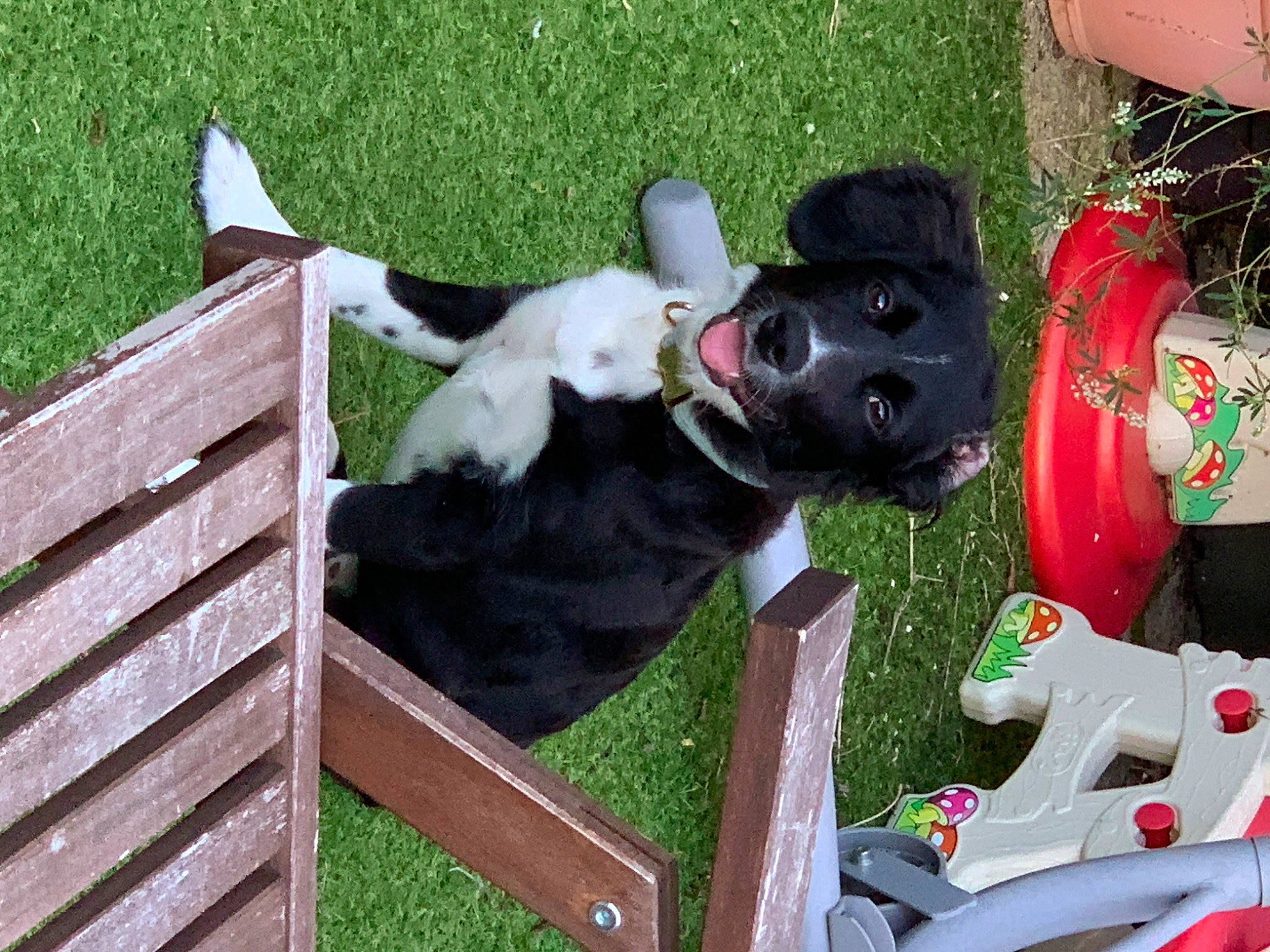 Queenie a rejoint le concours — aidez-le/la à gagner de superbes lots ! canidae, carmine, carnivore, companion_dog, dog, dog_breed, fawn, fun, fur, grass, lawn, lawn_ornament, leisure, plant, snout, sporting_group, tail, toy, wood, working_animal