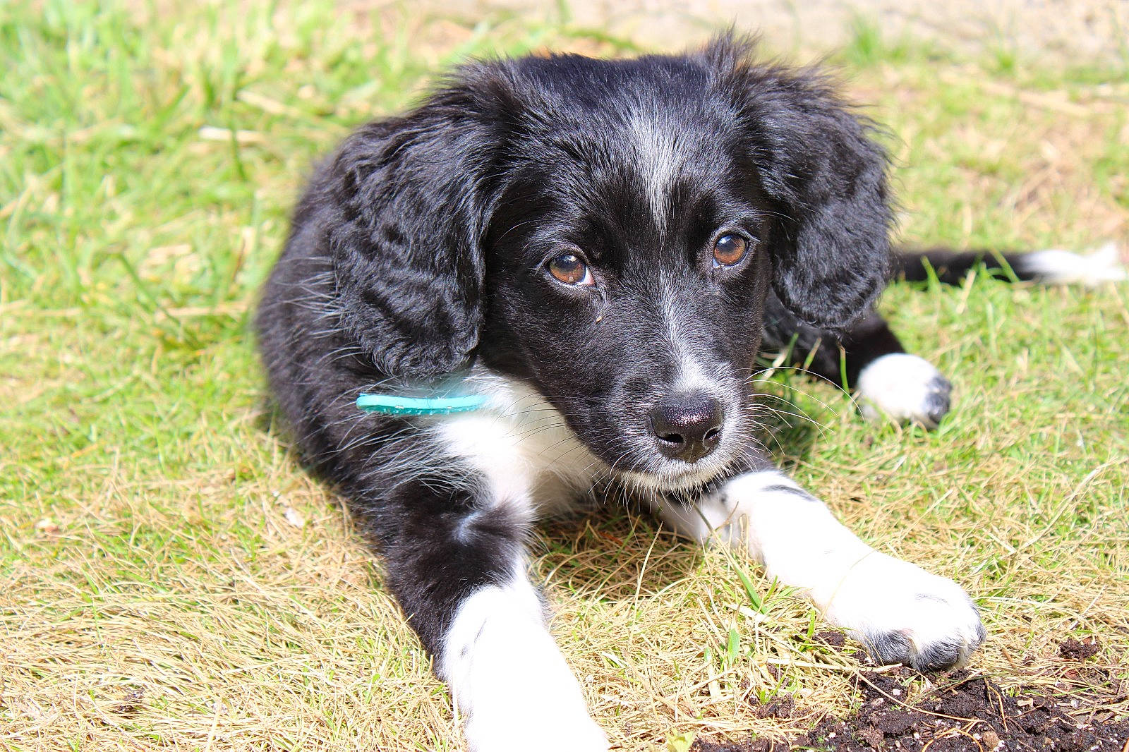 Queenie participe au concours pour gagner de l'argent avec cette photo : borador, carnivore, companion_dog, dog, dog_breed, fur, grass, grassland, gun_dog, herding_dog, plant, snout, sporting_group, terrestrial_animal, working_animal, working_dog