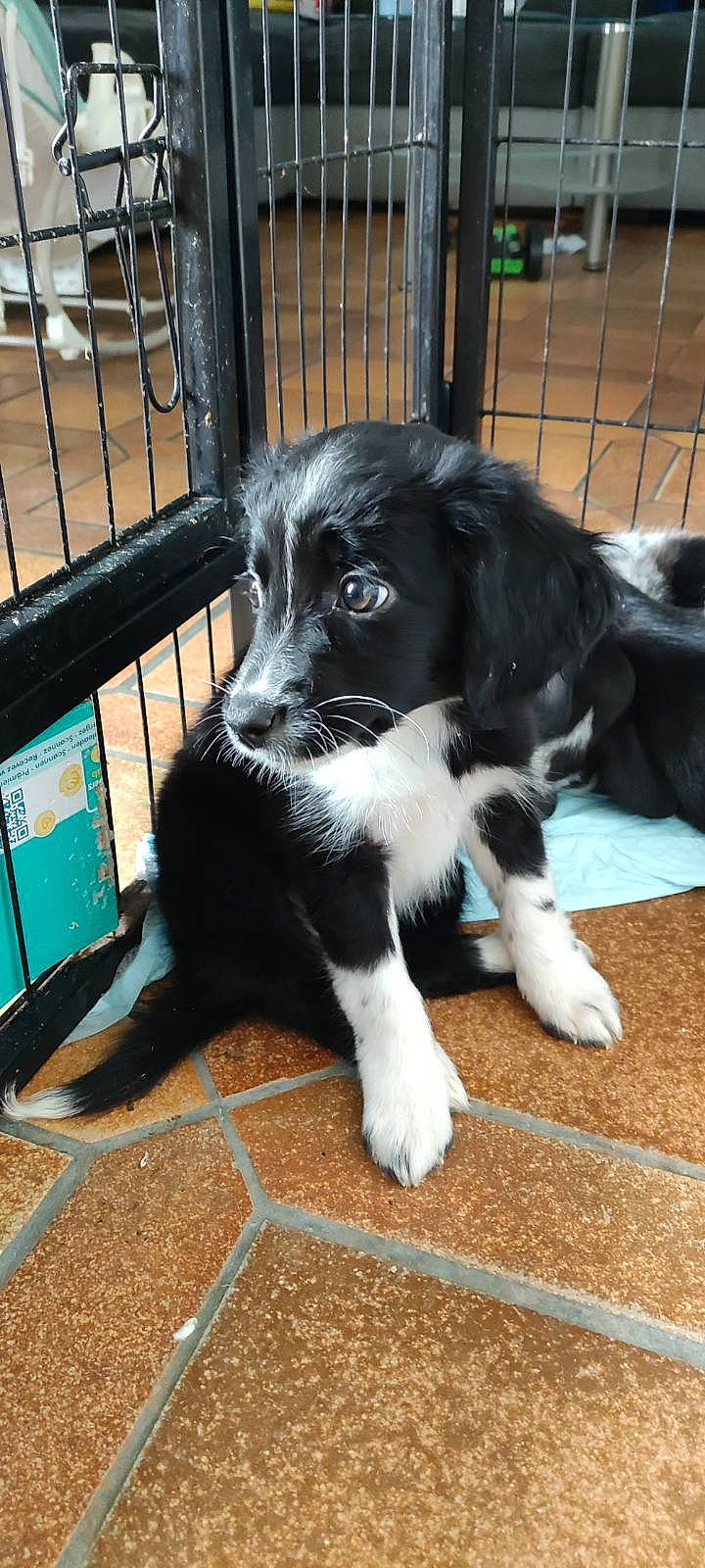 Queenie participe au concours pour gagner de l'argent avec cette photo : borador, border_collie, canidae, carnivore, claw, companion_dog, dog, dog_breed, fence, flooring, fur, plant, snout, sporting_group, tail, terrestrial_animal, whiskers, working_animal, working_dog