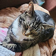 Obsidian is registered to the contest to win money with this photo: abyssinian, animal, architecture, blanket, building, cat, chair, couch, cushion, egyptiancat, furniture, homedecor, indoors, kitten, manx, person, pet, quilt, sleeping, towel