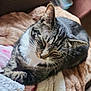 abyssinian, animal, architecture, blanket, building, cat, chair, couch, cushion, egyptiancat, furniture, homedecor, indoors, kitten, manx, person, pet, quilt, sleeping, towel