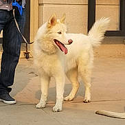 Saber is registered to the contest to win money with this photo: berger_blanc_suisse, canadian_eskimo_dog, canidae, carnivore, companion_dog, dog, dog_breed, indian_spitz, kintamani, mammal, non_sporting_group, rare_breed_dog, samoyed, vertebrate, white_shepherd, working_dog