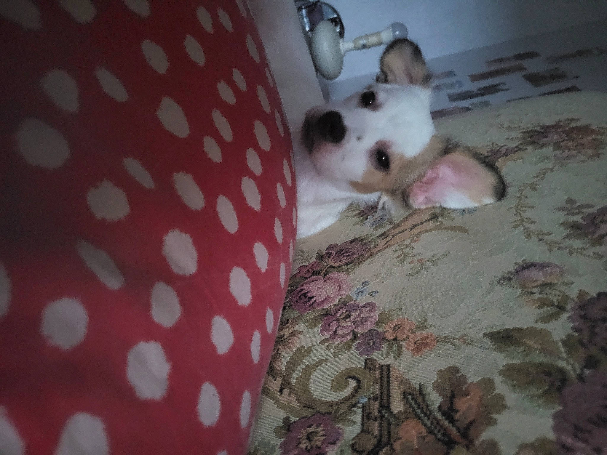 Uguette a rejoint le concours — aidez-le/la à gagner de superbes lots ! carnivore, chihuahua, comfort, companion_dog, couch, dog, dog_breed, dog_supply, fawn, flooring, fur, linens, pattern, paw, pink, sleeve, tail, toy_dog, whiskers, working_animal