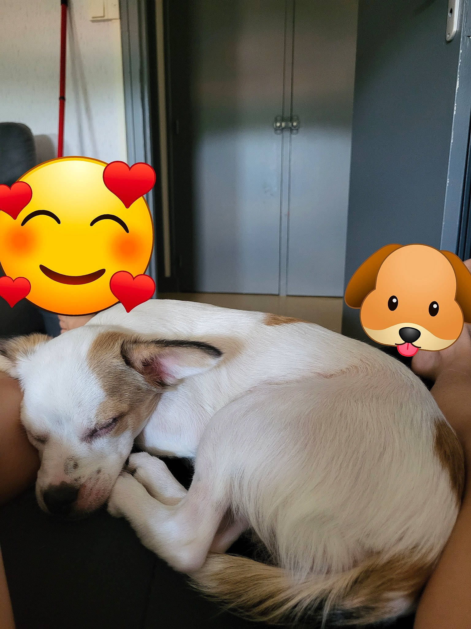 Uguette a rejoint le concours — aidez-le/la à gagner de superbes lots ! art, bed, child, comfort, companion_dog, dog_breed, door, ear, fawn, felidae, flooring, fur, gesture, room, small_to_medium_sized_cats, stuffed_toy, tail, toy, vertebrate, whiskers