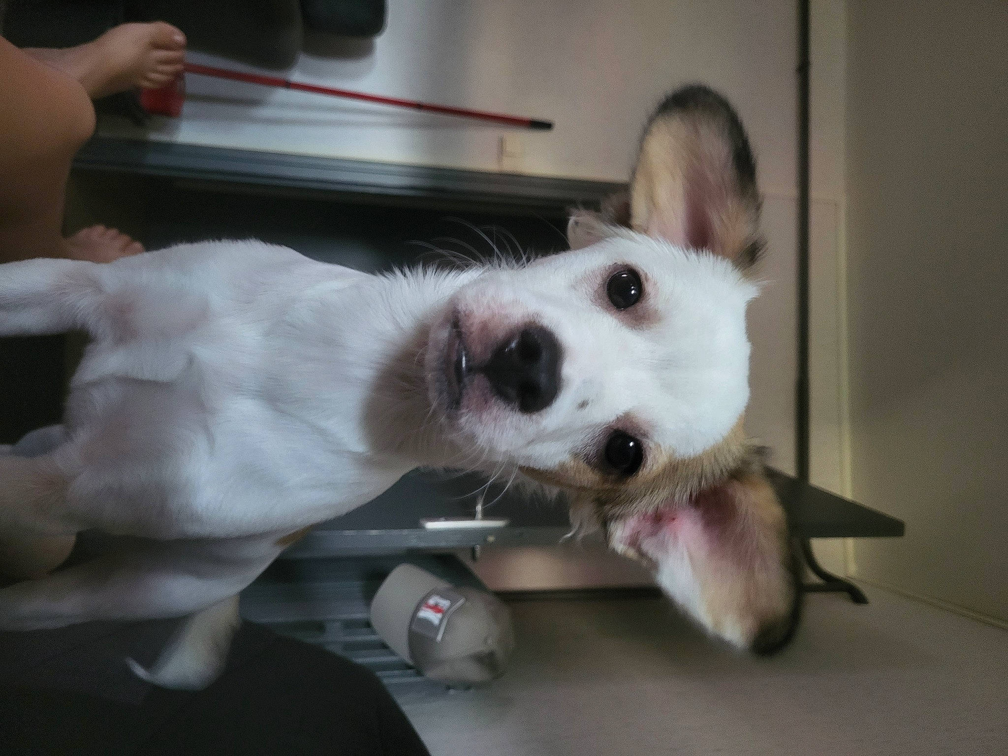 Uguette a rejoint le concours — aidez-le/la à gagner de superbes lots ! canidae, carnivore, collar, companion_dog, dog, dog_breed, ear, fang, fawn, fur, non_sporting_group, paw, sporting_group, whiskers, working_animal