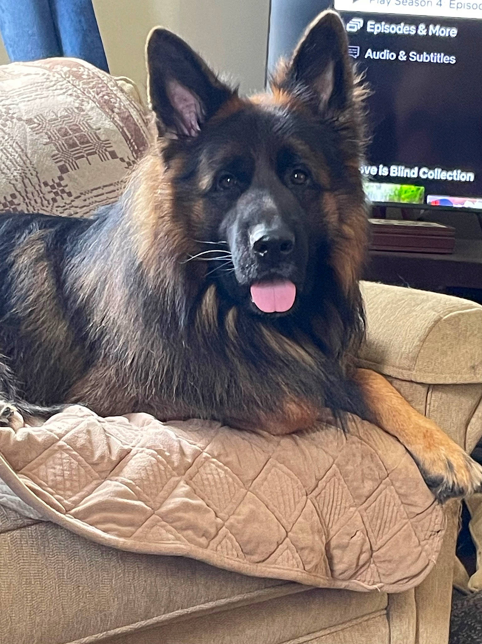 Kodi is registered to the contest to win money with this photo: canidae, carnivore, companion_dog, dog, dog_breed, dog_supply, east_european_shepherd, fawn, fur, german_shepherd_dog, giant_dog_breed, herding_dog, jaw, king_shepherd, old_german_shepherd_dog, snout, spitz, sporting_group, whiskers, working_dog