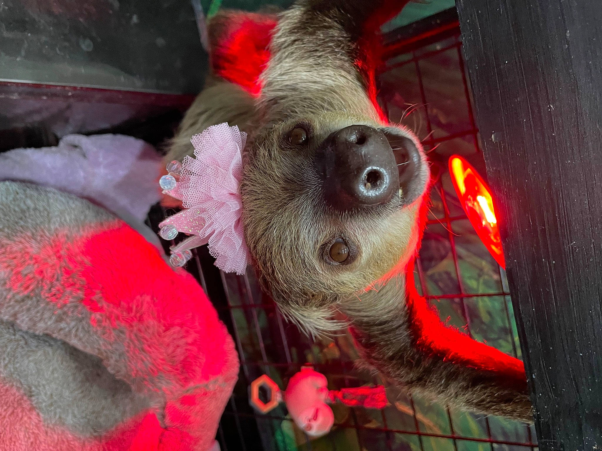 Kodi is registered to the contest to win money with this photo: canidae, carnivore, companion_dog, dog_breed, dog_supply, event, fawn, flesh, fur, holiday, marsupial, red, sloth, snout, tail, terrestrial_animal, toy_dog, two_toed_sloth, whiskers, working_animal