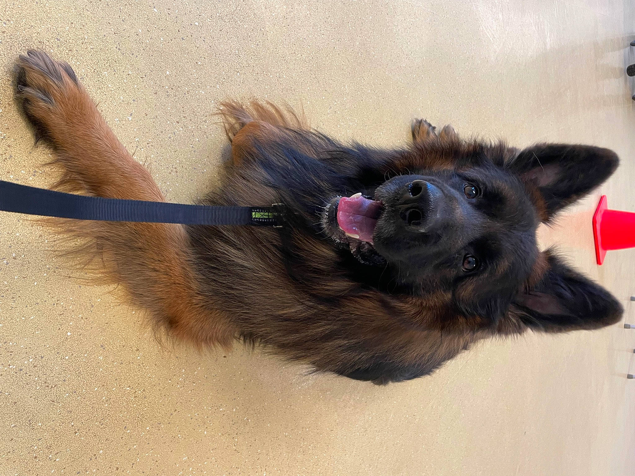 Kodi is registered to the contest to win money with this photo: canidae, carnivore, collar, companion_dog, dog, dog_breed, dog_collar, dog_supply, ear, foot, fur, liver, paw, pet_supply, snout, sporting_group, tail, whiskers, working_animal, working_dog