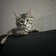 Loki joined the competition — help win amazing prizes! animal, black_fabric, cat, close_up, couch, curious, cute, ears, eyes, feline, fur, indoor, kitten, paw, pet, portrait, resting, texture, whiskers, young_animal