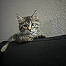 animal, black_fabric, cat, close_up, couch, curious, cute, ears, eyes, feline, fur, indoor, kitten, paw, pet, portrait, resting, texture, whiskers, young_animal