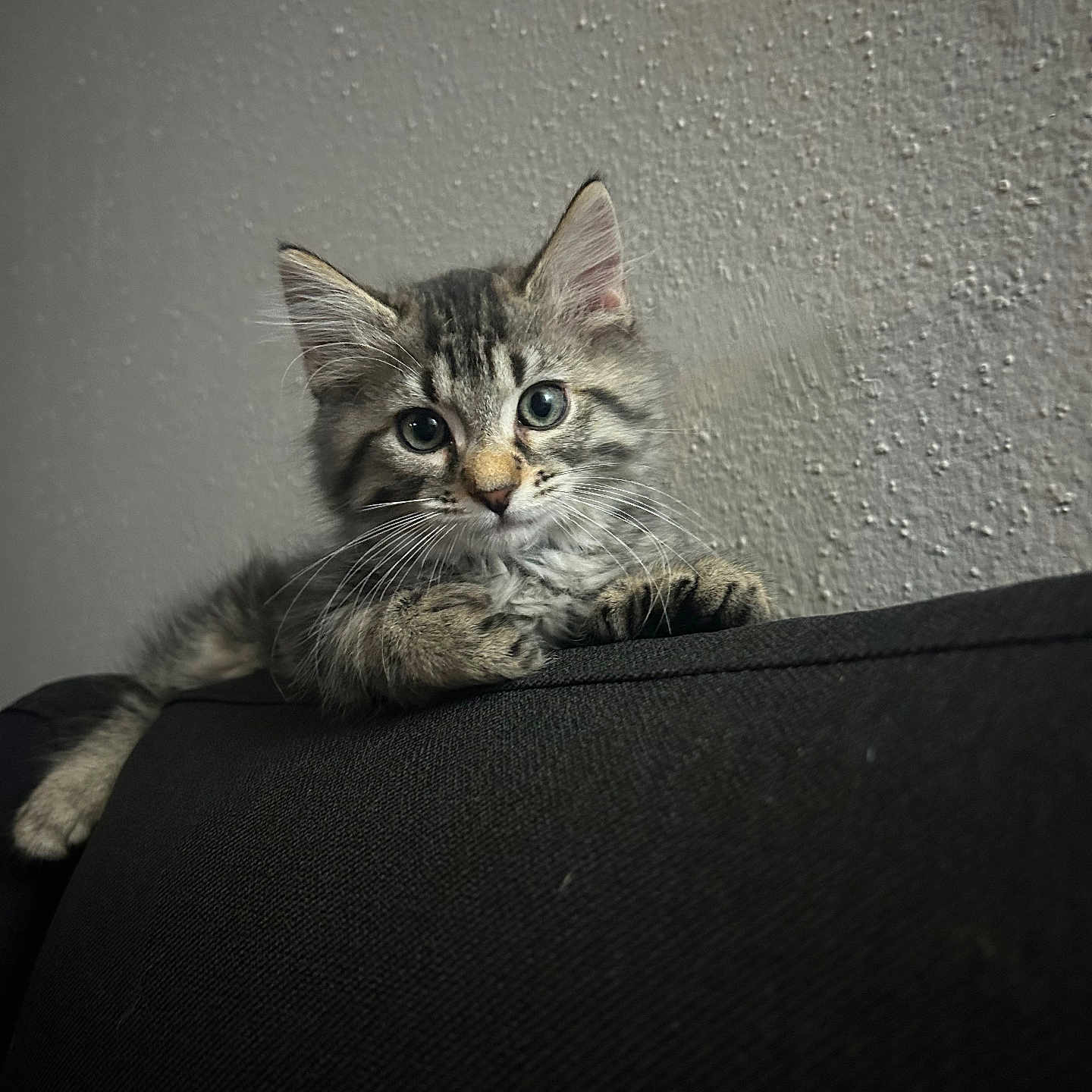 Loki