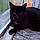 Catcat