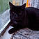 Catcat