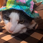 Toby joined the competition — help win amazing prizes! cat, black_and_white, pet, animal, floppy_hat, colorful, hat, funny, portrait, close_up, whiskers, eyes, fur, indoor, wood_paneling, checkered_surface, relaxed, sitting, fashion, humorous