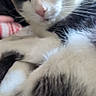Toby joined the competition — help win amazing prizes! cat, black_and_white, fur, fluffy, whiskers, pink_nose, green_eyes, pet, animal, portrait, close_up, lying_down, relaxed, sleepy, indoor, couch, cushion, stripes, soft_lighting, domestic