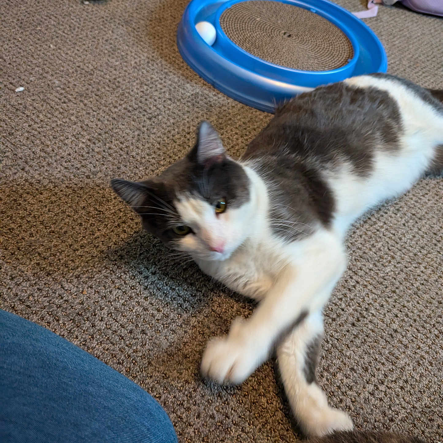 Toby