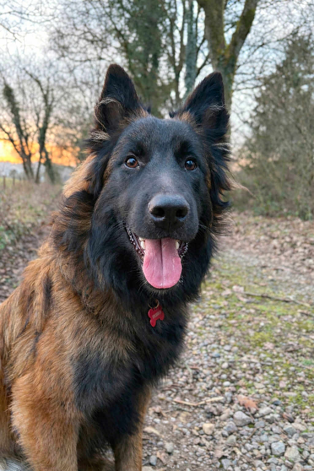 Archibald a rejoint le concours — aidez-le/la à gagner de superbes lots ! dog, canine, pet, animal, outdoor, nature, forest, trees, sunset, path, tongue_out, happy, fur, ears, collar, tag, portrait, closeup, smiling, walking
