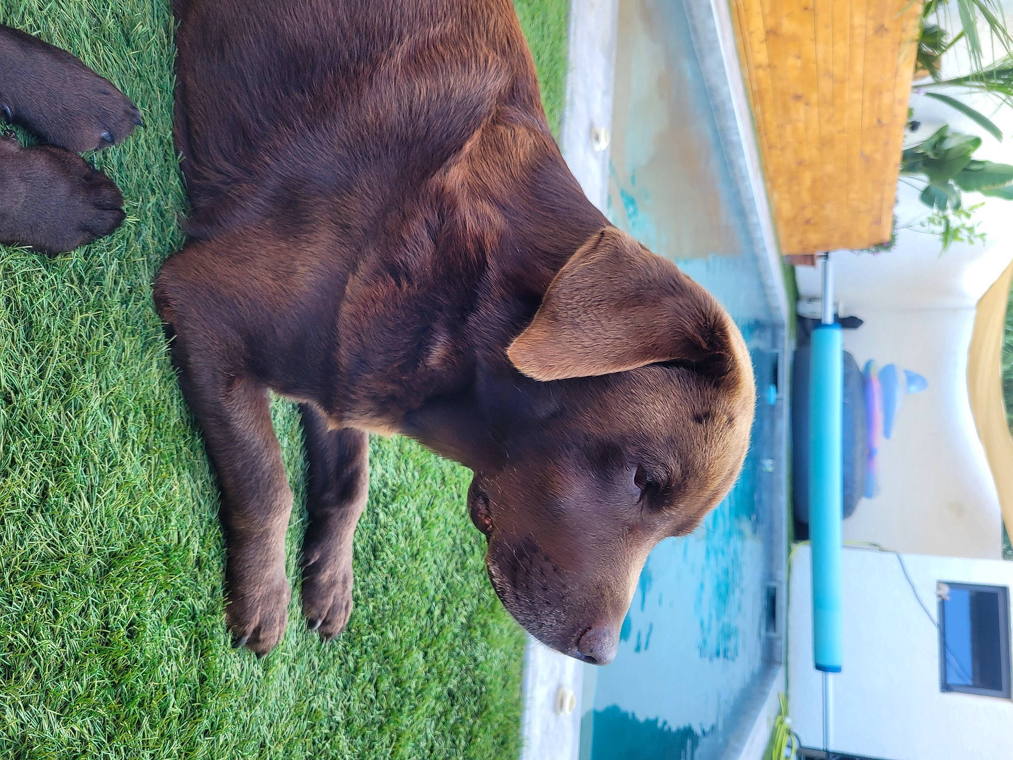 Cacao participe au concours pour gagner de l'argent avec cette photo : canidae, dog_breed, elephant, elephants_and_mammoths, fawn, fur, grass, human_leg, indian_elephant, liver, livestock, plant, snout, sporting_group, tail, terrestrial_animal, wildlife, working_animal, wrinkle, zoo