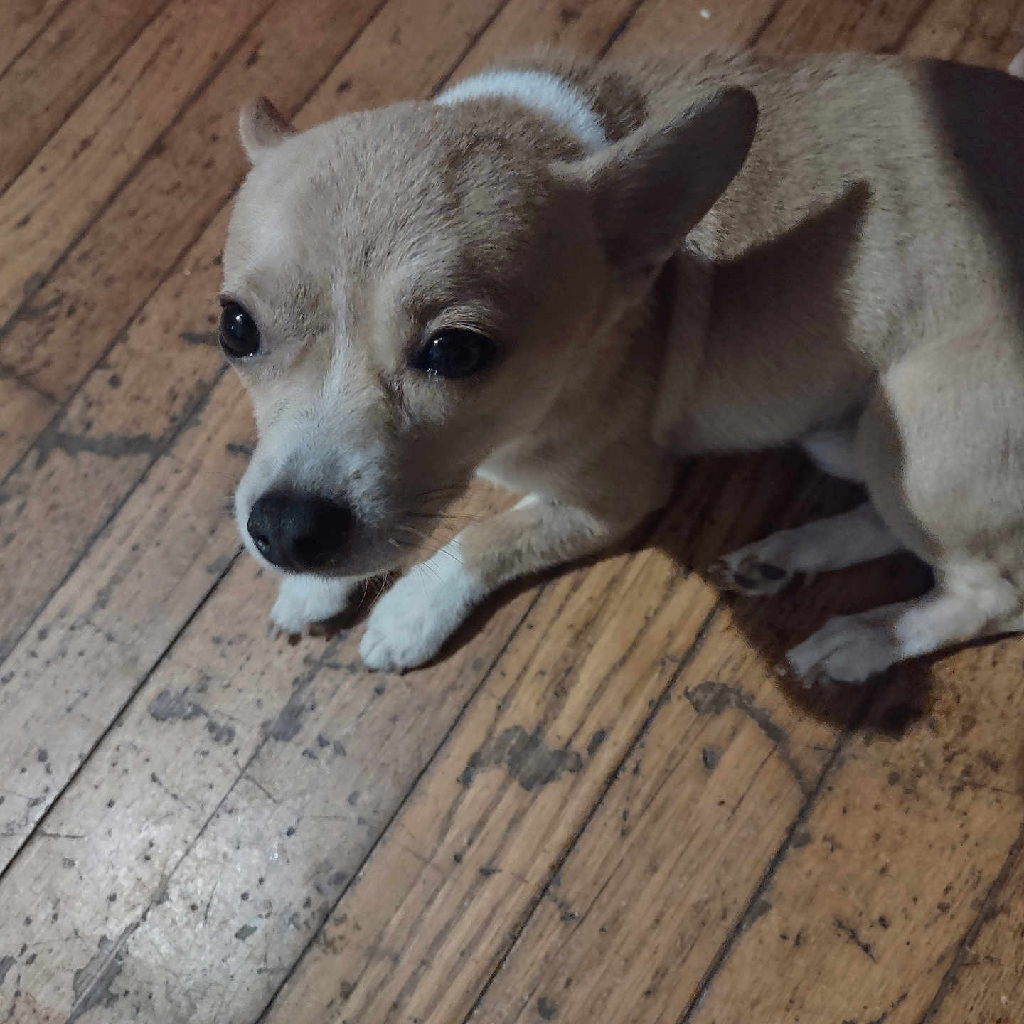 Buckwheat is registered to the contest to win money with this photo: accessories, animal, beagle, canine, chihuahua, dog, hardwood, hound, husky, indoors, interiordesign, labradorretriever, leash, pet, plywood, puppy, snout, strap, whitedog, wood