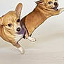 active, animal, brown_coat, cute, dog, ears_up, energetic, expression, friendly, isolated, jumping, looking_at_camera, mid_air, motion, pet, playful, small_dog, studio_background, two_dogs, white_paws