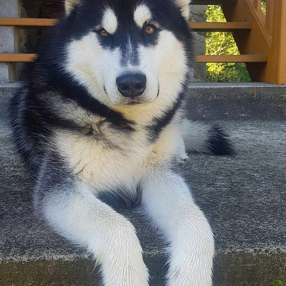 Hakan