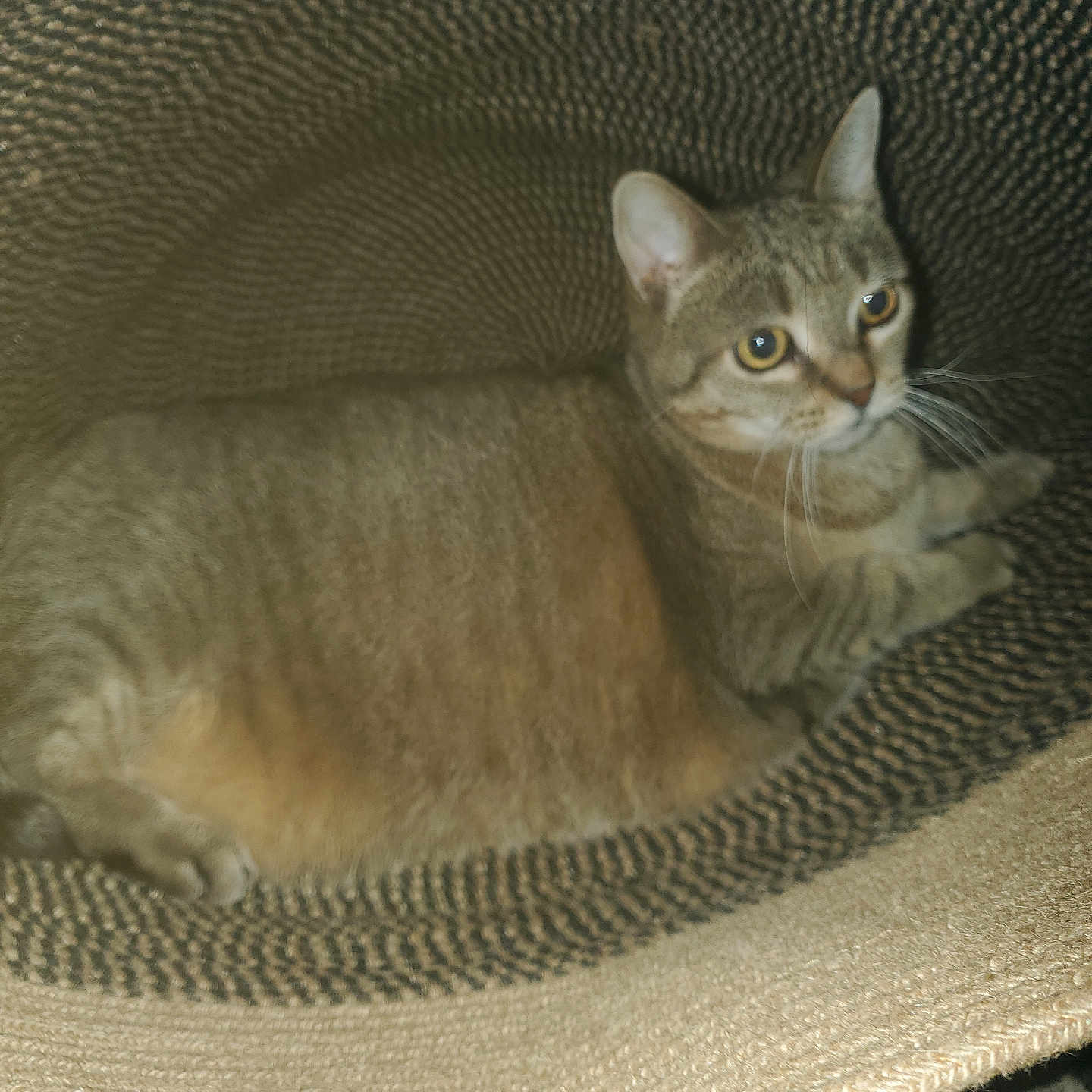 Meya is registered to the contest to win money with this photo: abyssinian, animal, armchair, basket, blanket, cat, chair, couch, cushion, furniture, homedecor, kitten, linen, manx, pet, siamese