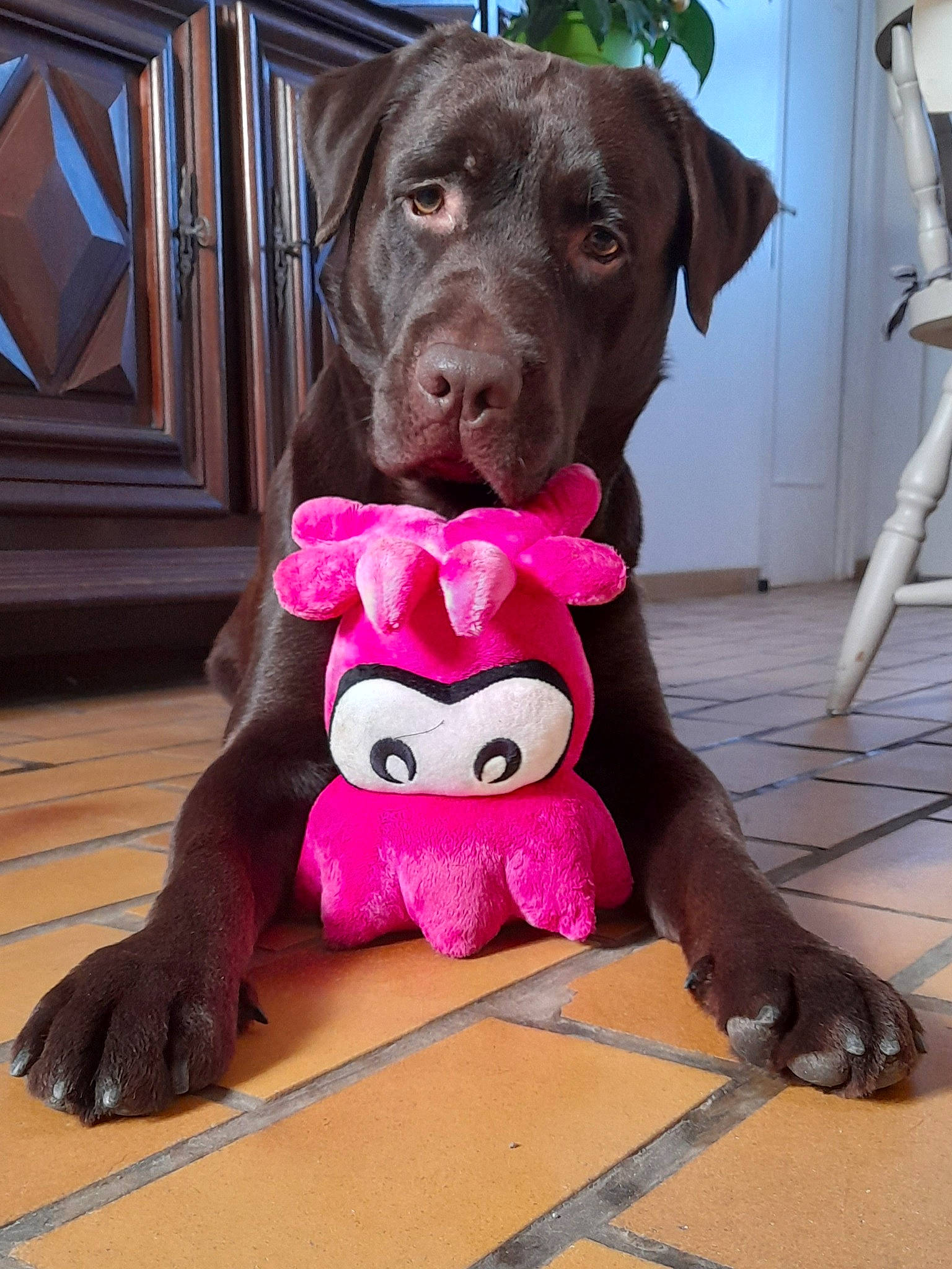 Raf a rejoint le concours — aidez-le/la à gagner de superbes lots ! canidae, carnivore, collar, companion_dog, dog, dog_breed, dog_collar, dog_supply, fawn, fur, liver, magenta, mammal, pet_supply, pink, snout, stuffed_toy, toy, wood, working_animal