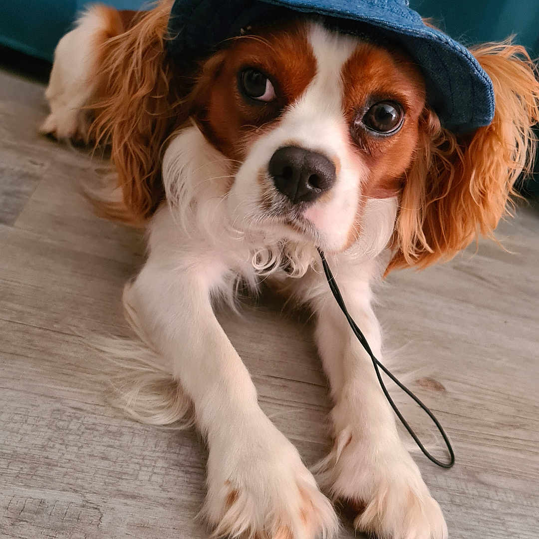 Tommy a rejoint le concours — aidez-le/la à gagner de superbes lots ! accessories, animal, canine, cap, clothing, cockerspaniel, dog, face, hardwood, hat, head, hound, leash, papillon, person, pet, puppy, strap, terrier, wood