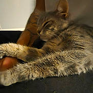 Shadow joined the competition — help win amazing prizes! cat, tabby, sleeping, paws, fur, tattoo, arm, resting, closeup, indoor, cozy, pet, animal, feline, relaxing, soft, blurry, comfort, human, friendship