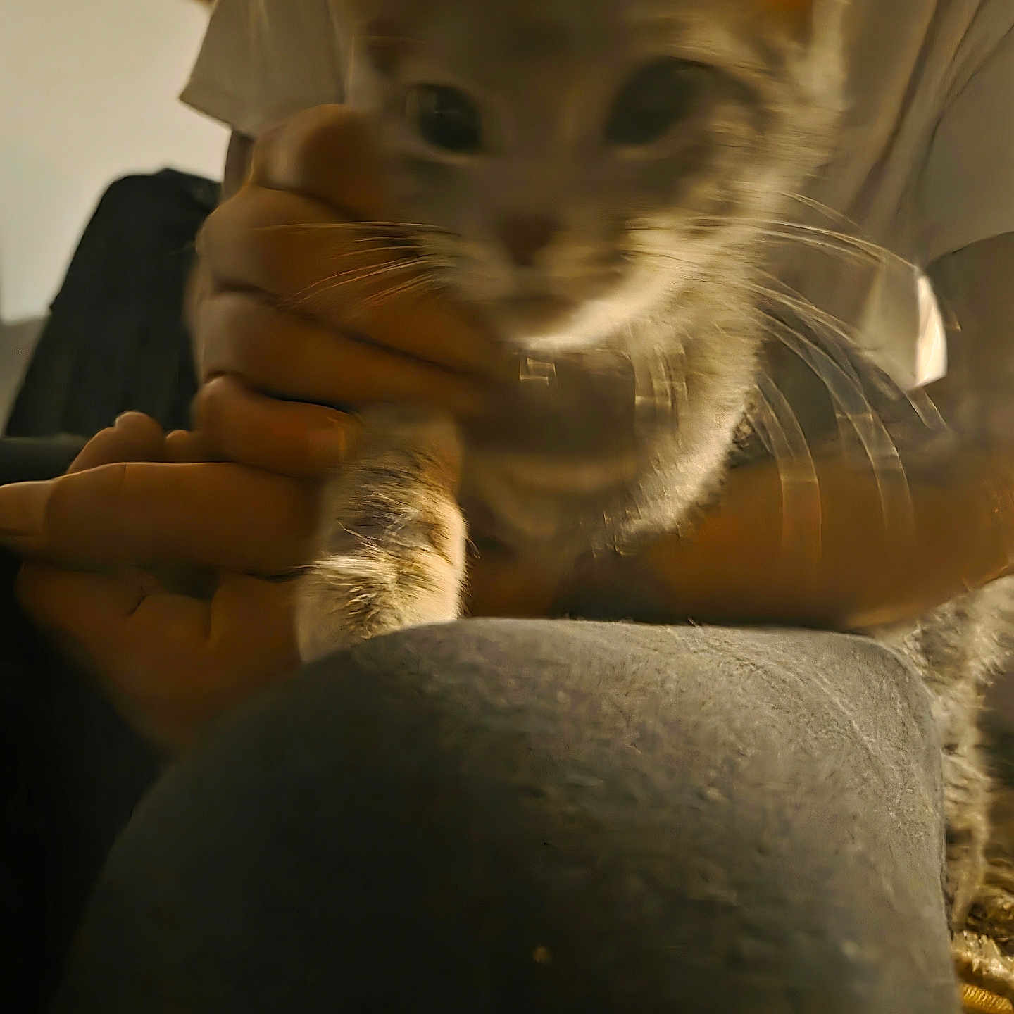 Shadow joined the competition — help win amazing prizes! animal, blur, blurry, cat, close_up, cuddle, domestic_animal, face, feline, fur, hand, holding, indoor, indoor_lighting, motion_blur, person, pet, soft_light, tabby, whiskers