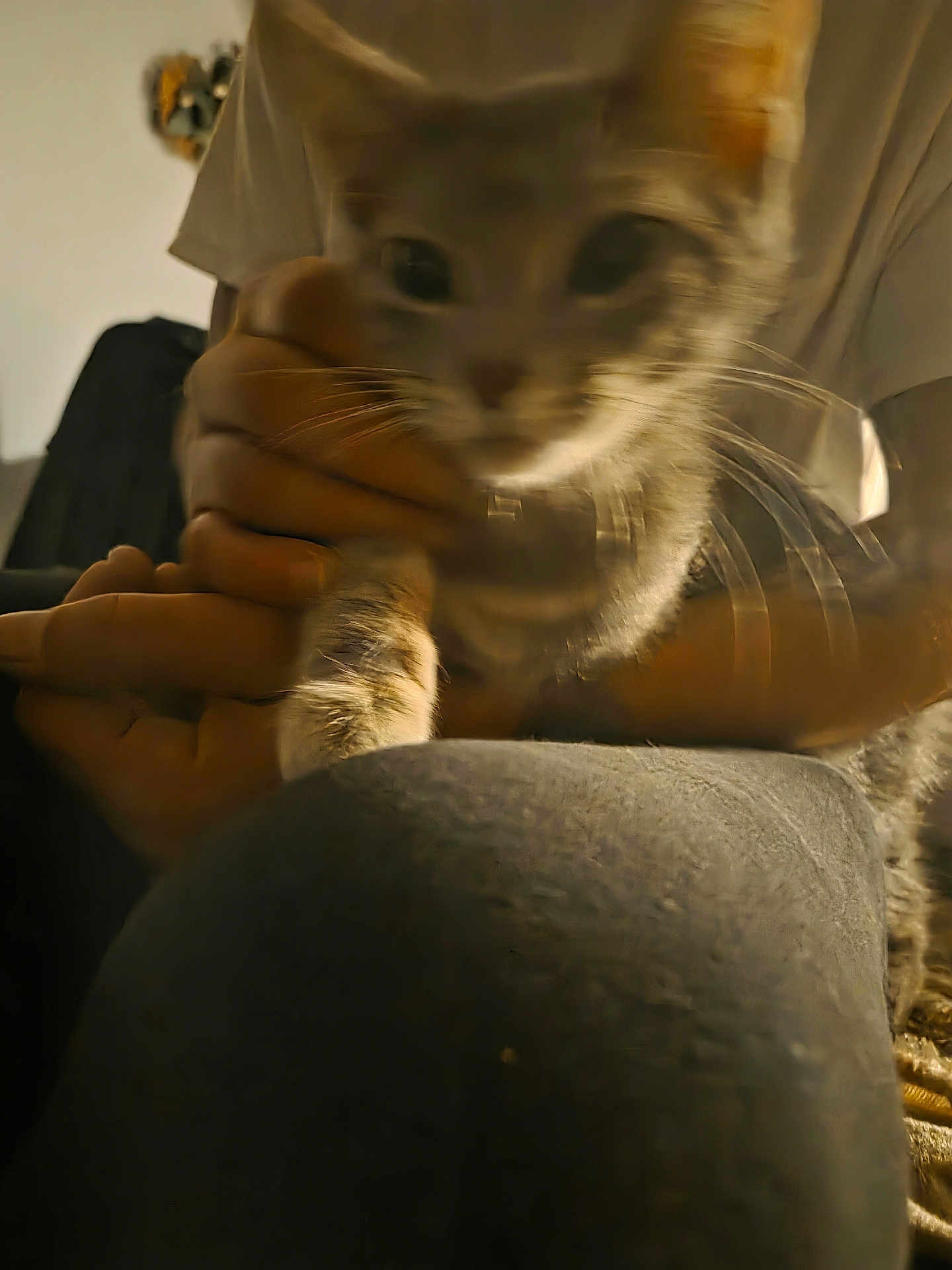 Shadow joined the competition — help win amazing prizes! cat, animal, pet, feline, whiskers, close_up, blurry, indoor, hand, person, holding, fur, tabby, domestic_animal, face, blur, motion_blur, soft_light, indoor_lighting, cuddle